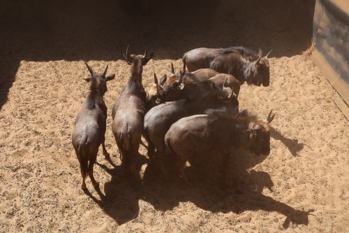 7X Bluewildebeest M:1 V/F:6 (Per Piece to take the lot/Per stuk om lot te neem)