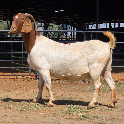 1 X BOERBOK DOE BASHEWA