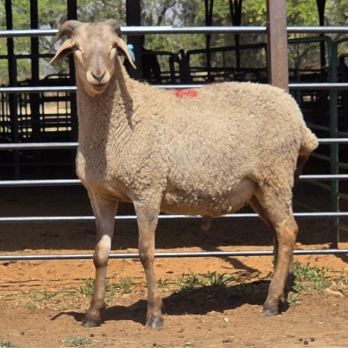 1 X MEATMASTER RAM F. ROOTMAN