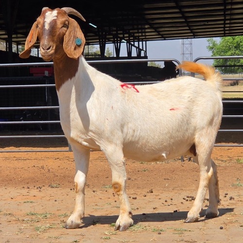 1 X BOERBOK DOE BASHEWA