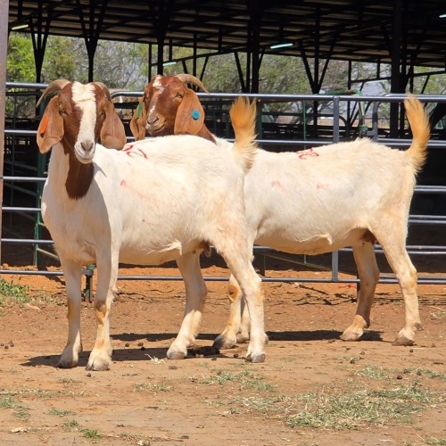 2 X BOERBOK DOE BASHEWA (Per animal to take the lot)