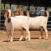 2 X BOERBOK DOE BASHEWA (Per animal to take the lot)