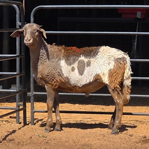 1 X MEATMASTER RAM F. ROOTMAN