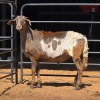 1 X MEATMASTER RAM F. ROOTMAN