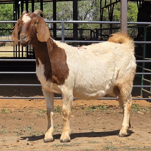 1 X BOERBOK DOE BASHEWA