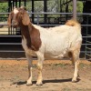 1 X BOERBOK DOE BASHEWA