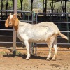 1 X BOERBOK DOE BASHEWA