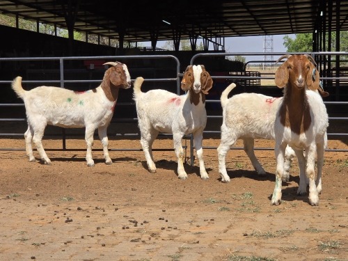 4 X BOERBOK DOE ZAGROS GOATS (Per animal to take the lot)
