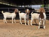 4 X BOERBOK DOE ZAGROS GOATS (Per animal to take the lot)