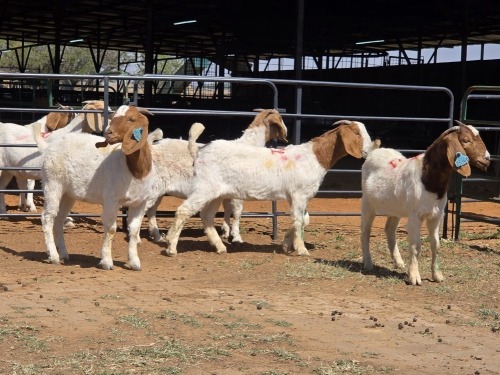 4 X BOERBOK DOE ZAGROS GOATS (Per animal to take the lot)