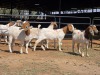 4 X BOERBOK DOE ZAGROS GOATS (Per animal to take the lot)