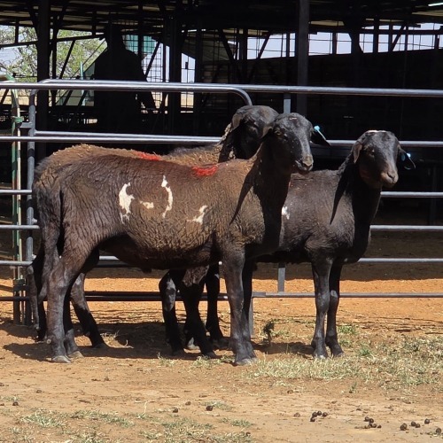 3 X MEATMASTER RAM F. ROOTMAN (Per animal to take the lot)