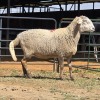 1 X MEATMASTER EWE F. ROOTMAN