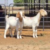2 X BOERBOK DOE ZAGROS GOATS (Per animal to take the lot)