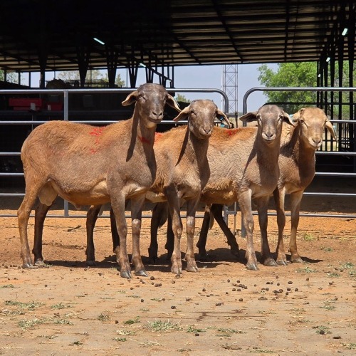 4 X MEATMASTER RAM F. ROOTMAN (Per animal to take the lot)