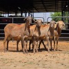 4 X MEATMASTER RAM F. ROOTMAN (Per animal to take the lot)