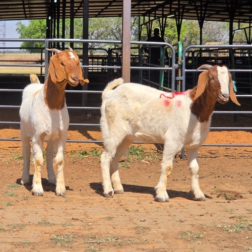 2 X BOERBOK DOE ZAGROS GOATS (Per animal to take the lot)