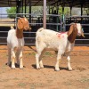 2 X BOERBOK DOE ZAGROS GOATS (Per animal to take the lot)