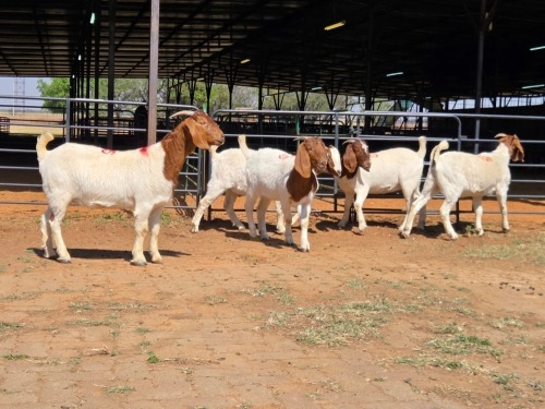 5 X BOERBOK - ZAGROS GOATS (Per animal to take the lot)