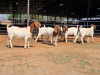 5 X BOERBOK - ZAGROS GOATS (Per animal to take the lot)