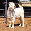1 X SAVANNA DOE KLIPHARD BOERDERY