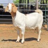 1 X BOERBOK DOE KLIPHARD BOERDERY