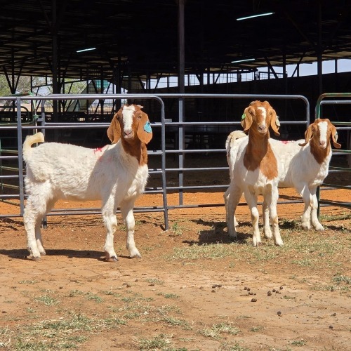 3 X BOERBOK DOE ZAGROS GOATS (Per animal to take the lot)