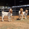 3 X BOERBOK DOE ZAGROS GOATS (Per animal to take the lot)