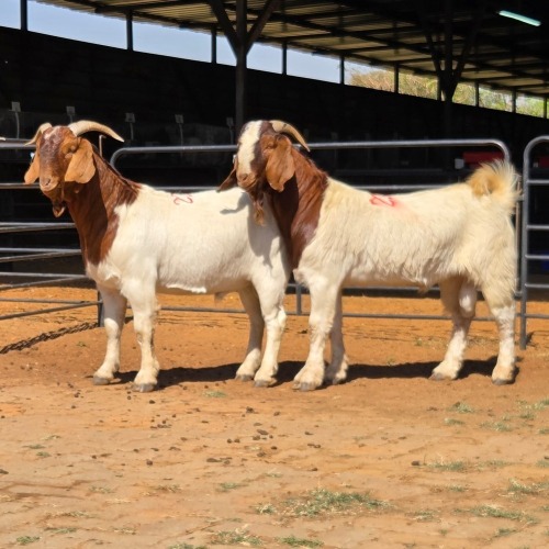 2 X BOERBOK BUCK KLIPHARD BOERDERY (Per animal to take the lot)