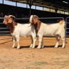 2 X BOERBOK BUCK KLIPHARD BOERDERY (Per animal to take the lot)