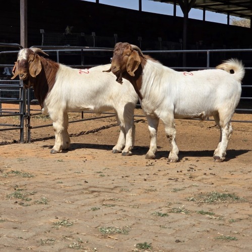 2 X BOERBOK BUCK KLIPHARD BOERDERY (Per animal to take the lot)