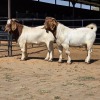 2 X BOERBOK BUCK KLIPHARD BOERDERY (Per animal to take the lot)