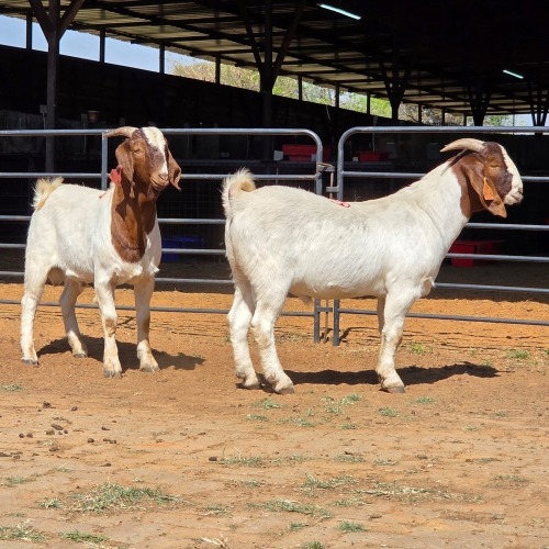 2 X BOERBOK BUCK KLIPHARD BOERDERY (Per animal to take the lot)