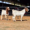 2 X BOERBOK BUCK KLIPHARD BOERDERY (Per animal to take the lot)