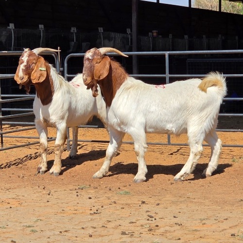 2 X BOERBOK BUCK KLIPHARD BOERDERY (Per animal to take the lot)