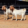 2 X BOERBOK BUCK KLIPHARD BOERDERY (Per animal to take the lot)