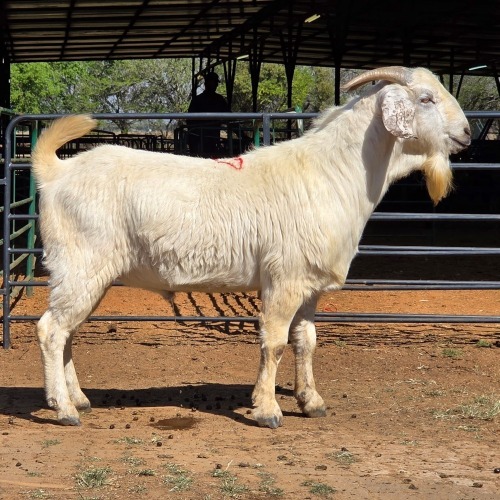 1 X SAVANNA BUCK KLIPHARD BOERDERY