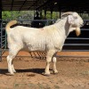 1 X SAVANNA BUCK KLIPHARD BOERDERY