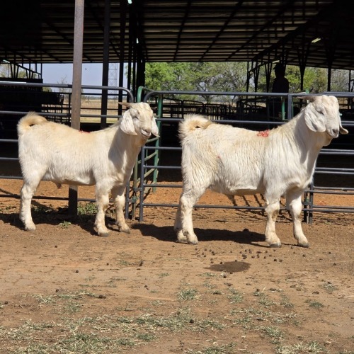 2 X SAVANNA BUCK KLIPHARD BOERDERY (Per animal to take the lot)