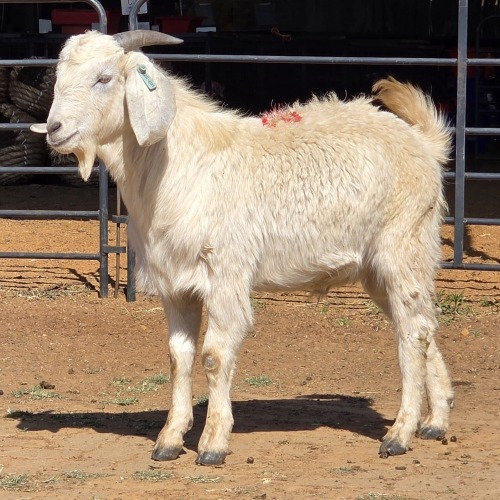 1 X SAVANNA BUCK KLIPHARD BOERDERY