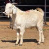 1 X SAVANNA BUCK KLIPHARD BOERDERY