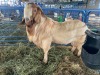 LOT 36 1X RAM BOERBOK Neville - 3