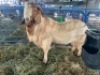 LOT 36 1X RAM BOERBOK Neville - 3