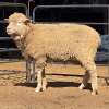 1 X ILE DE FRANCE EWE DIE MALAN STOET