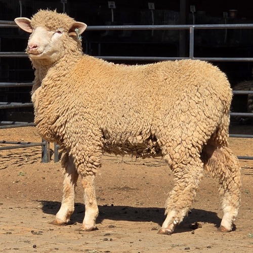 1 X ILE DE FRANCE RAM DIE MALAN STOET