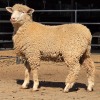 1 X ILE DE FRANCE RAM DIE MALAN STOET