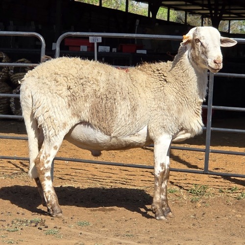 1 X MEATMASTER RAM C. LEGEMAAT