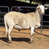 1 X MEATMASTER RAM C. LEGEMAAT