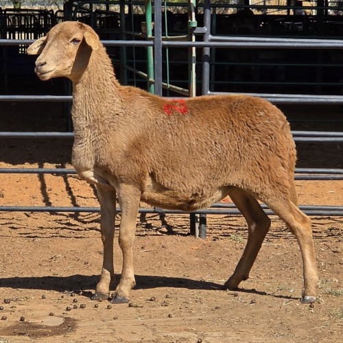 1 X MEATMASTER EWE W. NEL