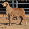 1 X MEATMASTER EWE W. NEL